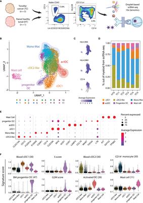Single-cell analysis of myeloid cells in HPV+ tonsillar cancer